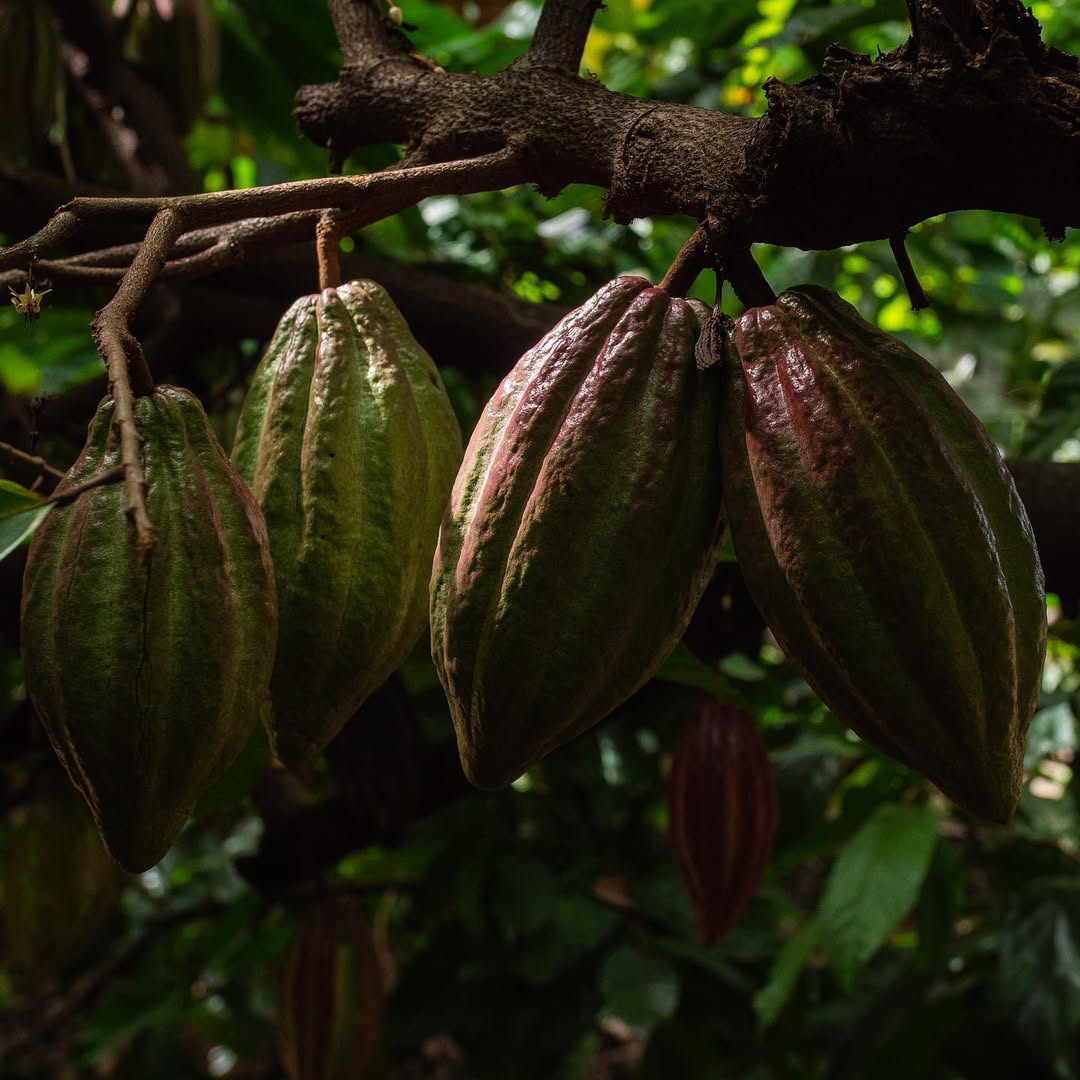 files/tree_branch_cacao_pods_organic.jpg