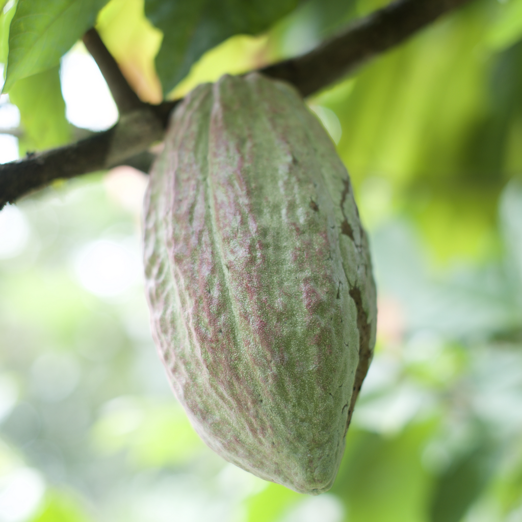 From Bean to Bar: The Fascinating Journey of Making the Best Chocolate