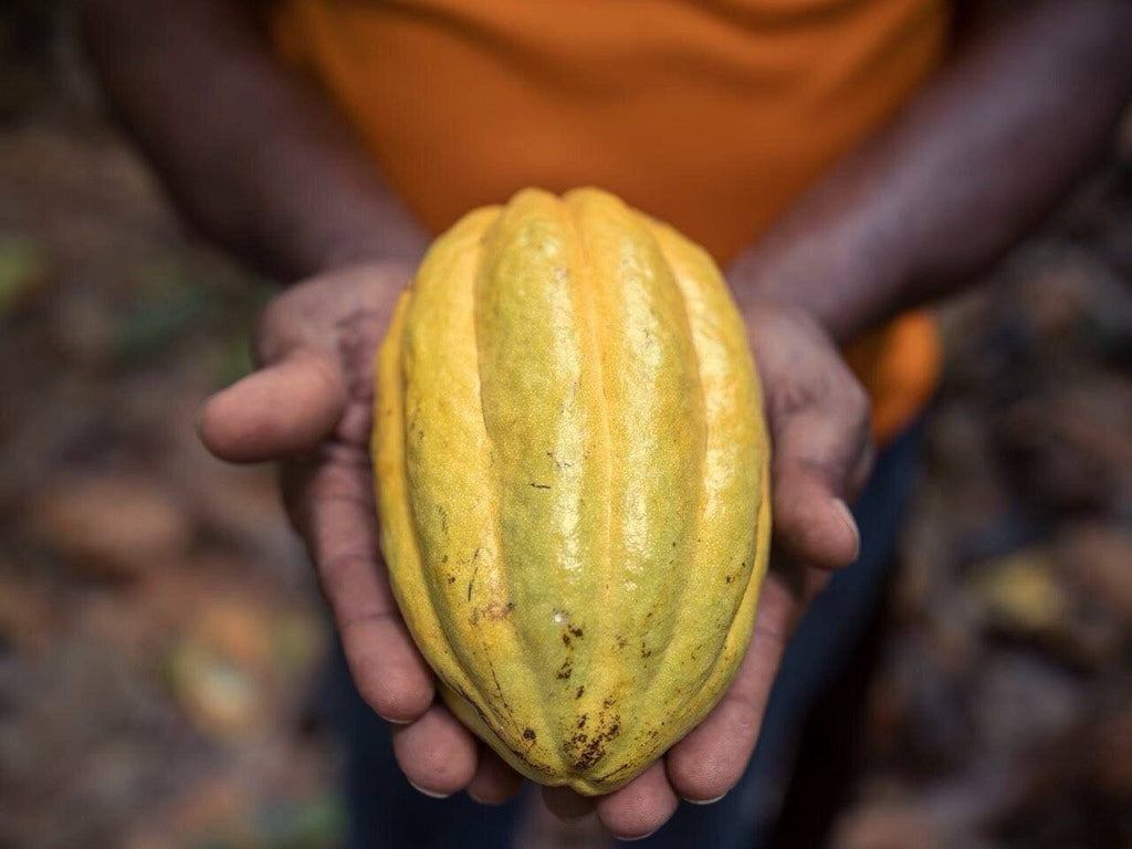 How is Chocolate Made? Step #1: Cocoa Farming