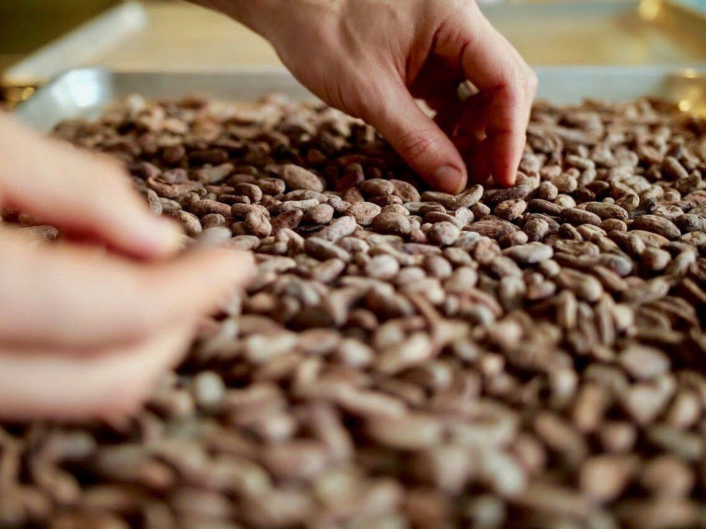 How is Chocolate Made? Step #2: Roasting